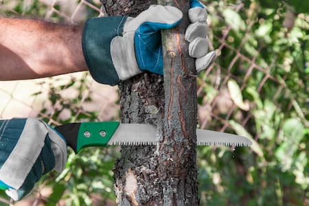 Trimming & Pruning